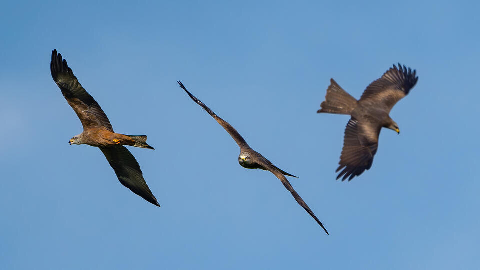 Фото: © www.globallookpress.com/Patrick Pleul/dpa