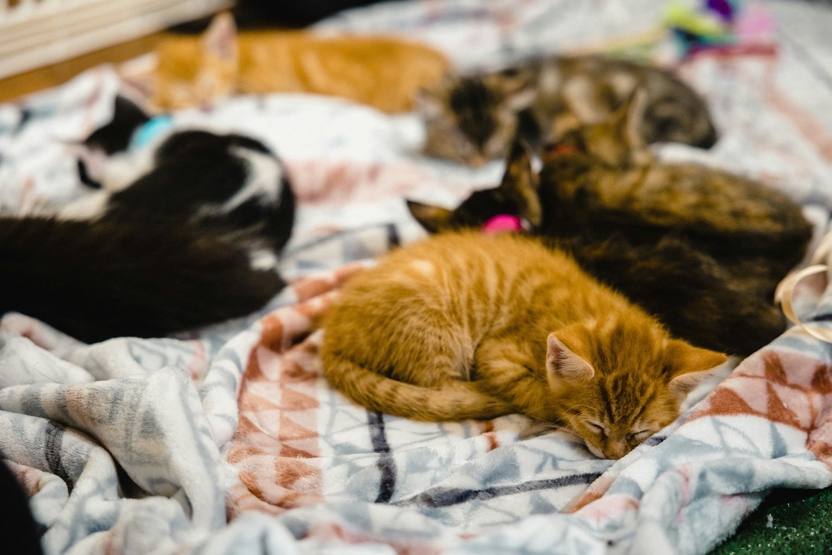    Местный житель Петрович стал опекуном для многих бездомных животных. Фото несет иллюстративный характер