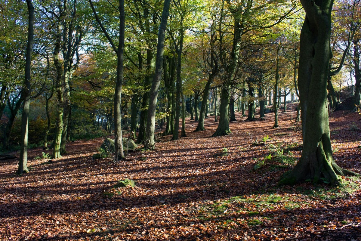    Бук (лат. Fágus) — род широколиственных деревьев семейства Буковые (Fagaceae).