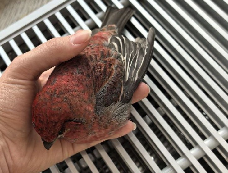    Пернатого принес прохожий в магазин на Алексеевской улице