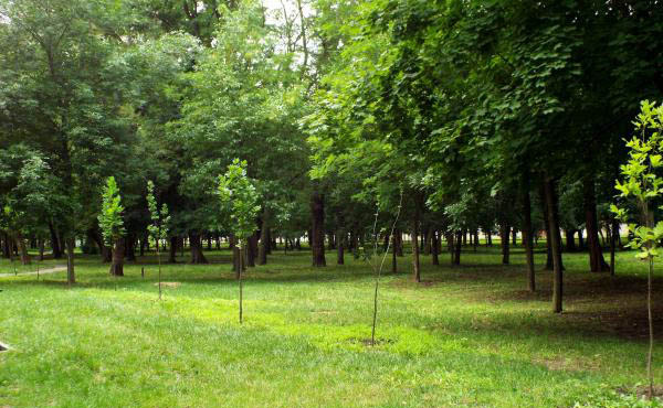 Парск имени Н.А. Островского сегодня