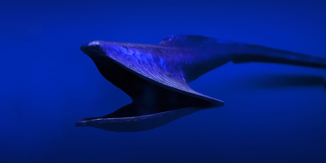 Большерот: Зевок самой бездны. Новые данные меняют представление об этой рыбе