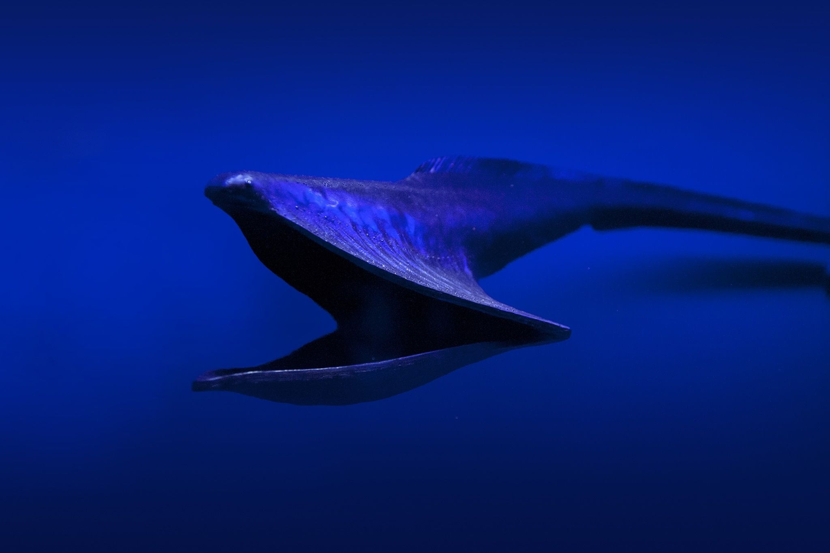 Эта деточка точно не лопнет! 