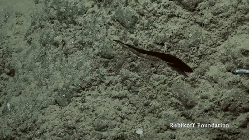 Это первые в мире кадры, где учёным удалось запечатлеть охоту большерота. Огромная удача! Это даёт нам основания полагать, что старые данные об этой рыбе не очень верны, и большерот действительно является фильтратором, а не хищником. 