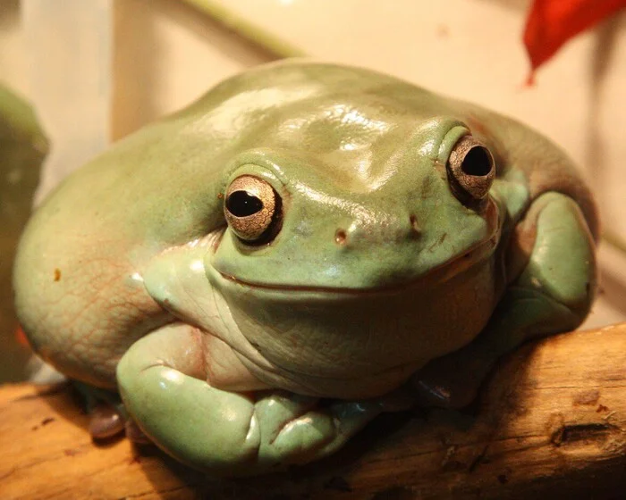 С релизцем!