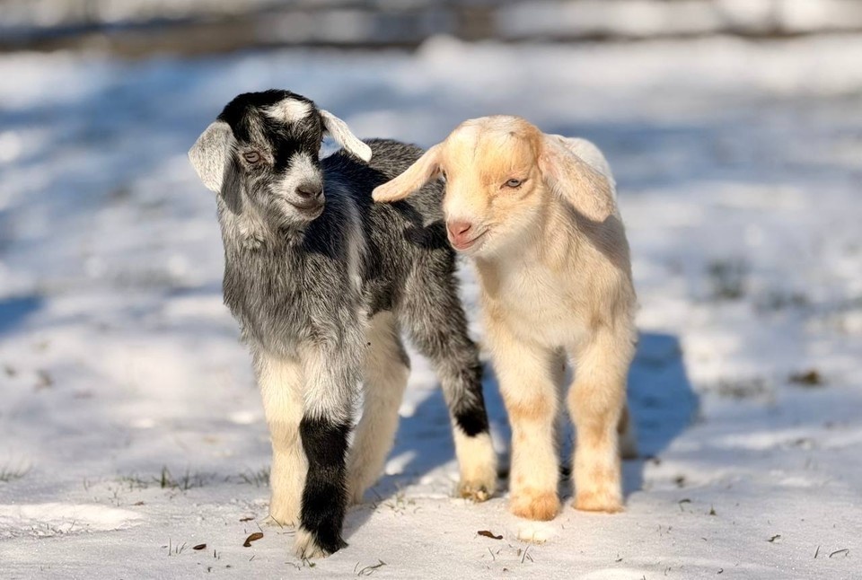    Козлят впервые вывели на прогулку. Фото: МБУК «Парки столицы»/Tg