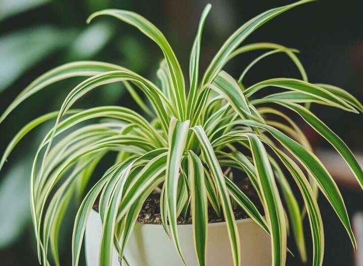 Хлорофитум: Почему Кошки Без ума от Этого Растения?