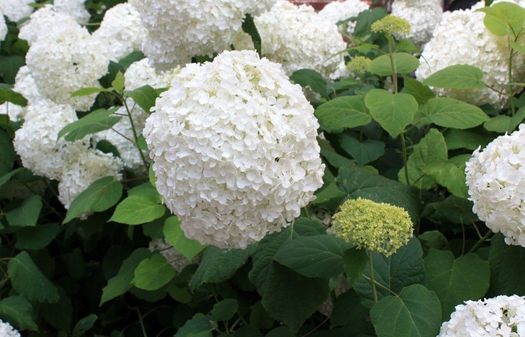 Анабель, фото из свободного источника