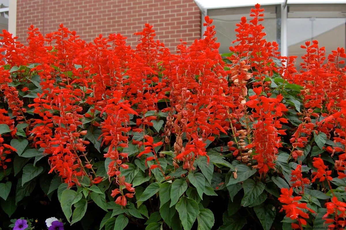 Сальвия блестящая Salvia splendens
