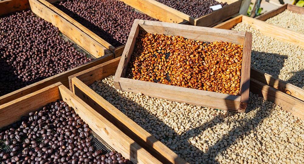 Какими бывают способы обработки кофе и как они влияют на вкус?