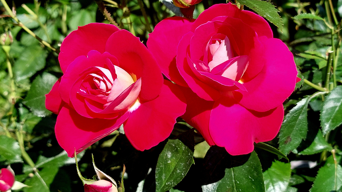 Хайматмелоди. Флорибунда