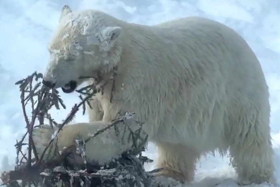    Кадр из видео: ГКАУК «Пермский зоопарк»