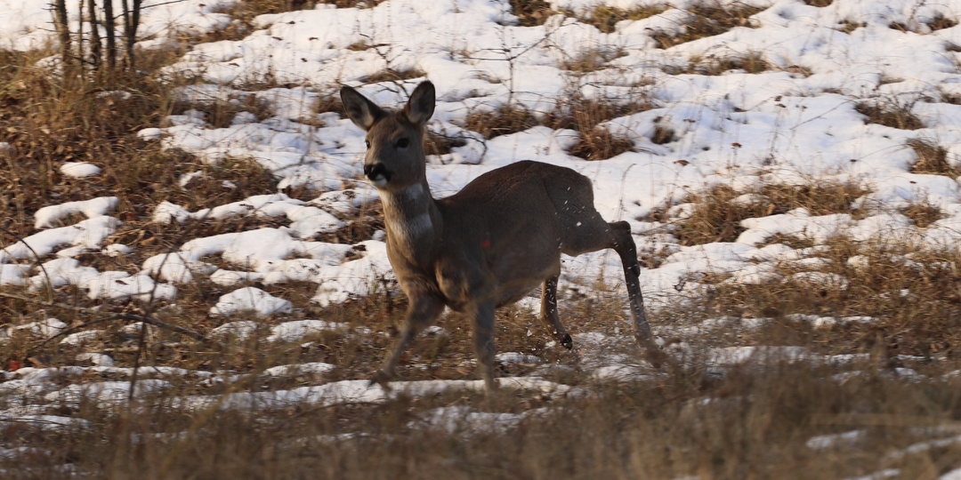 Как живет косуля в снежном морозном лесу