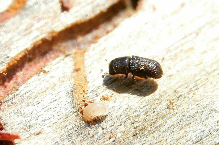   GUSTAVO AMADOR/EPA/EFE/ТАСС