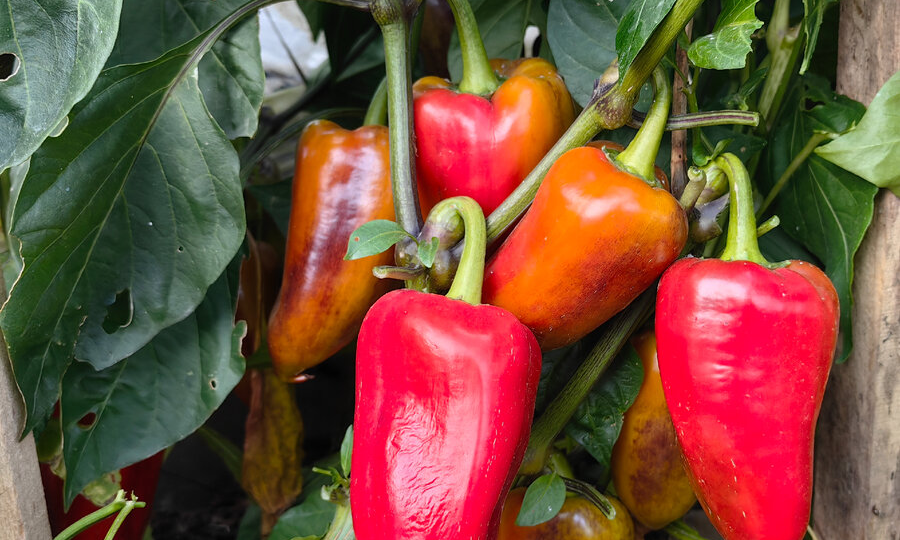 Сроки посева и от чего они зависят