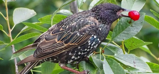 Довольный скворец с вишней
