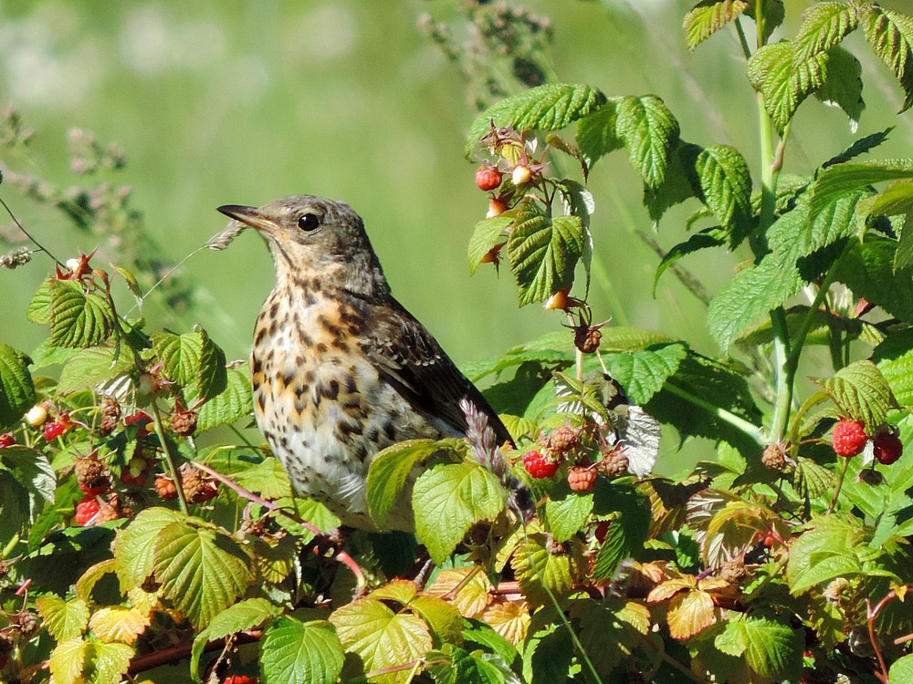 Такой же довольный дрозд