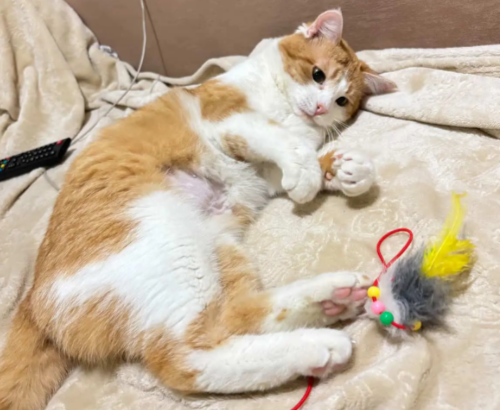 "Живодеры избили, плачет": дом ищут для пережившего ад рыжего кота из Волгограда