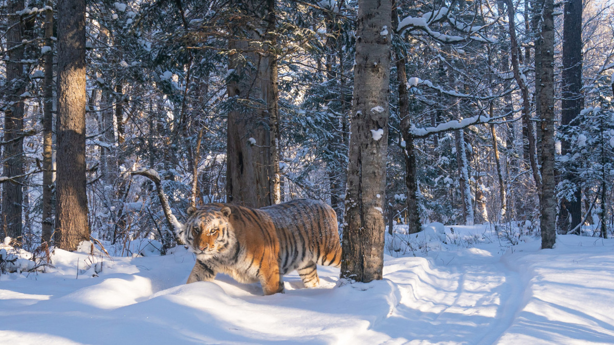 Амурский тигр.