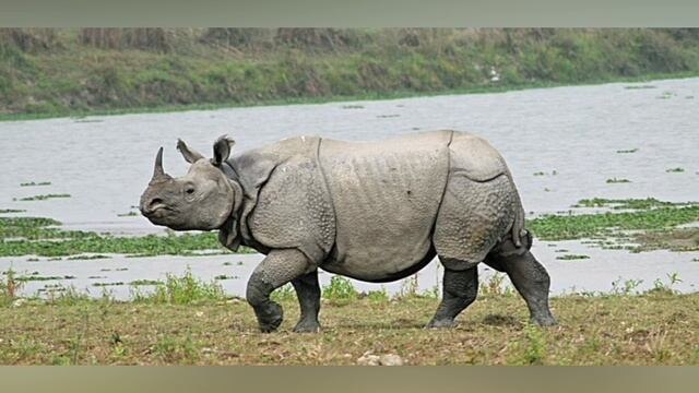 Яванский Носорог.