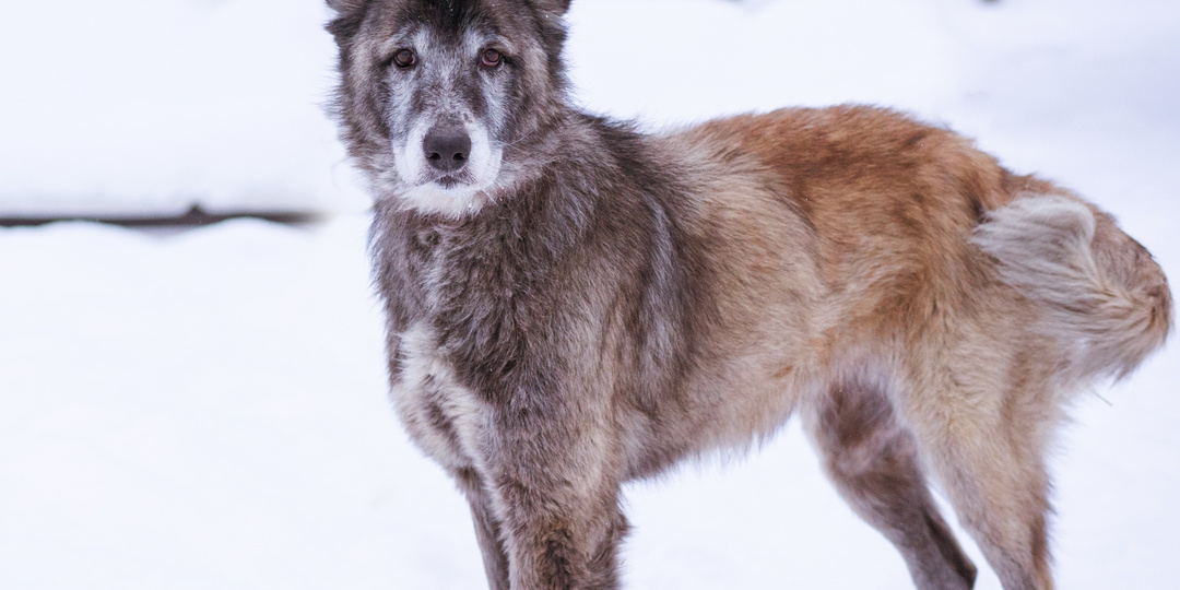 Девочка из приюта ищет дом!