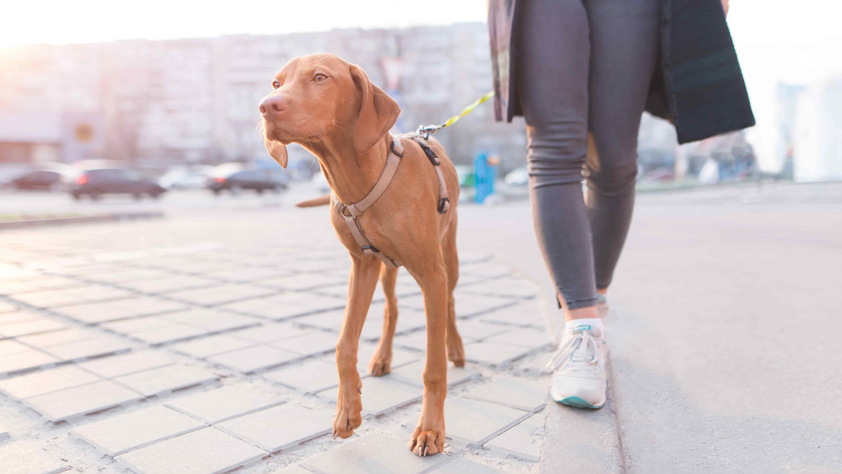 Мы можем и должны научить собаку жить в человеческом мире – это, несомненно, самая важная наша задача как воспитателей. Фото bodnarphoto/AdobeStock