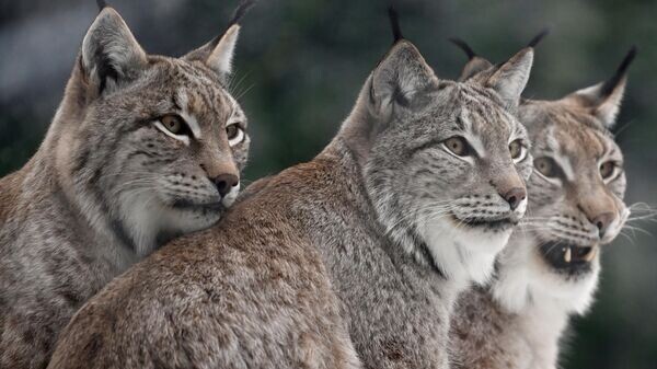    © Sputnik / Кристина Кормилицына