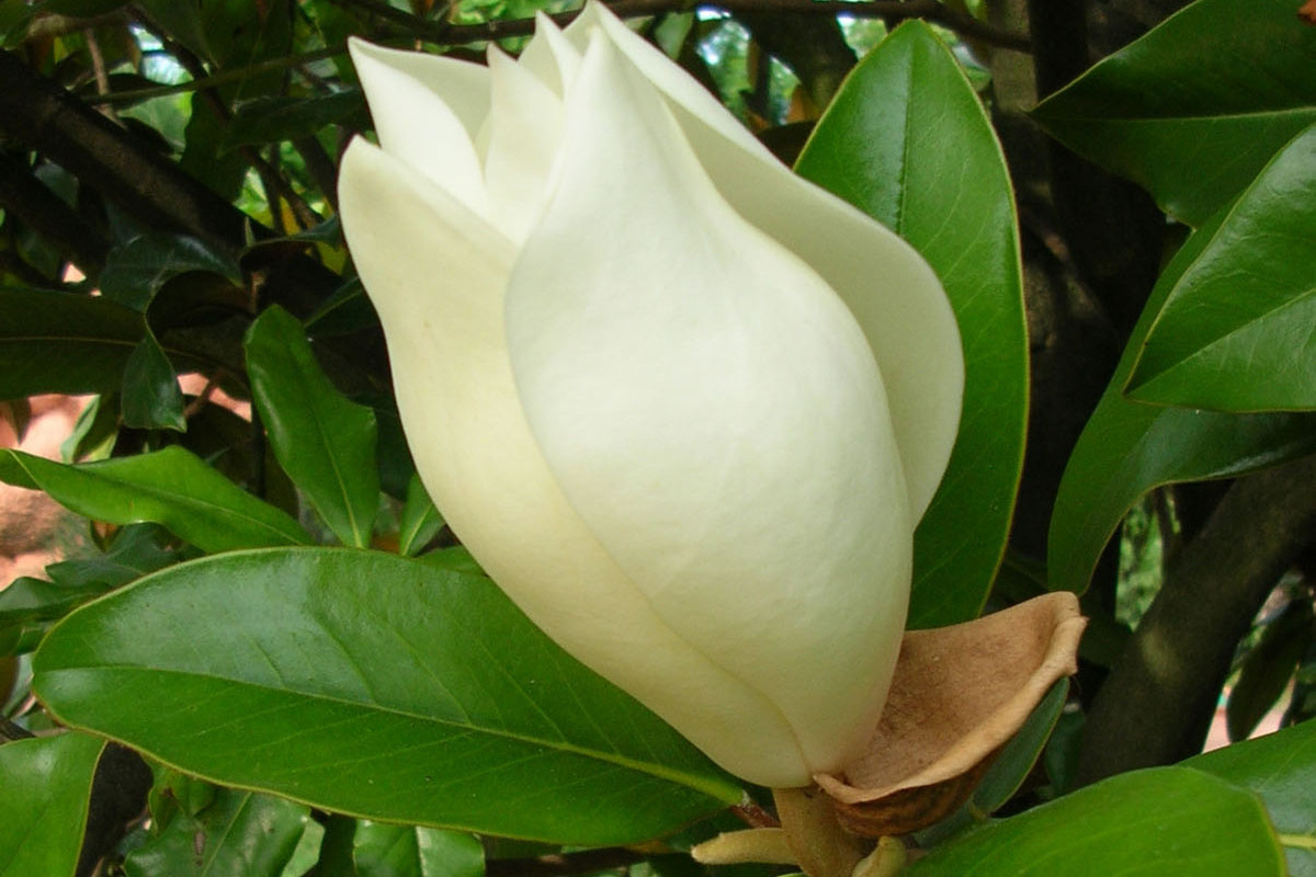 Магнолия. Считается, что её аромат поднимает настроение. Фото автора.
