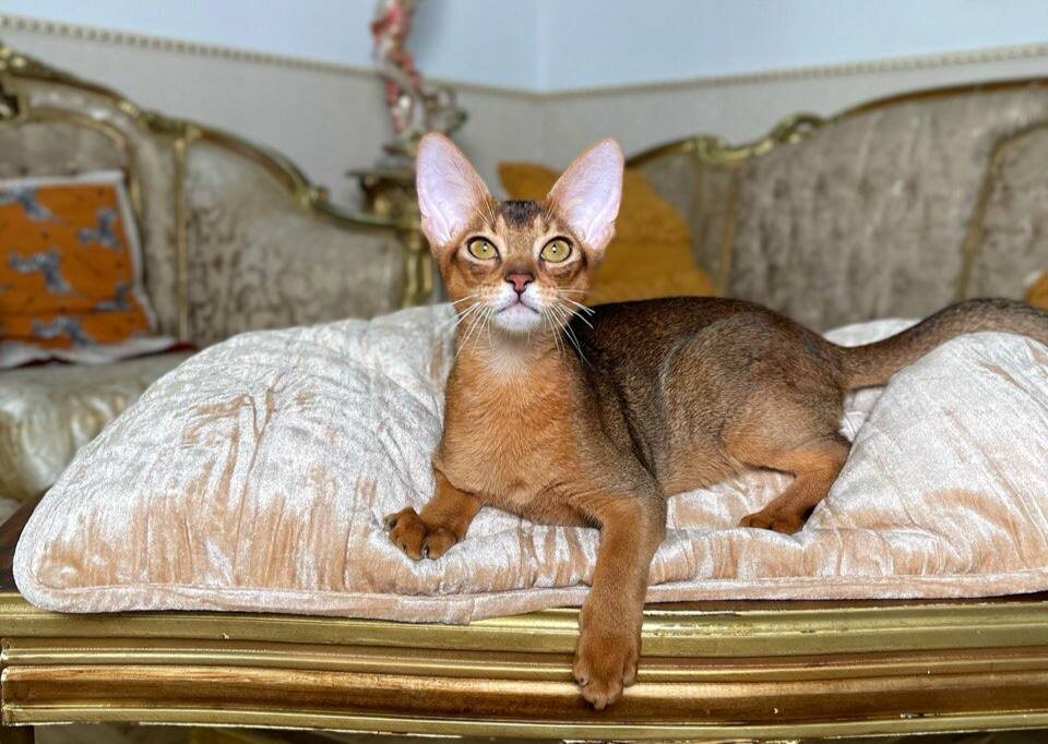 Кошки с почти «собачьей» привязанностью: все об абиссинской породе. Фото предоставлено питомником абиссинских кошек «Оберег Велеса», Москва.