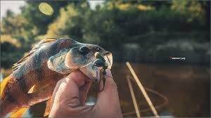 «Пока так делаешь, мамку не поймаешь», — сказал мне старый рыбак и показал свою уловистую снасть.