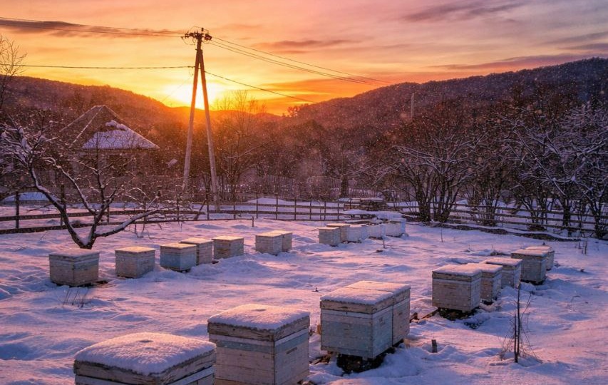 ## 🐝 Пчелиный календарь: что готовит февраль