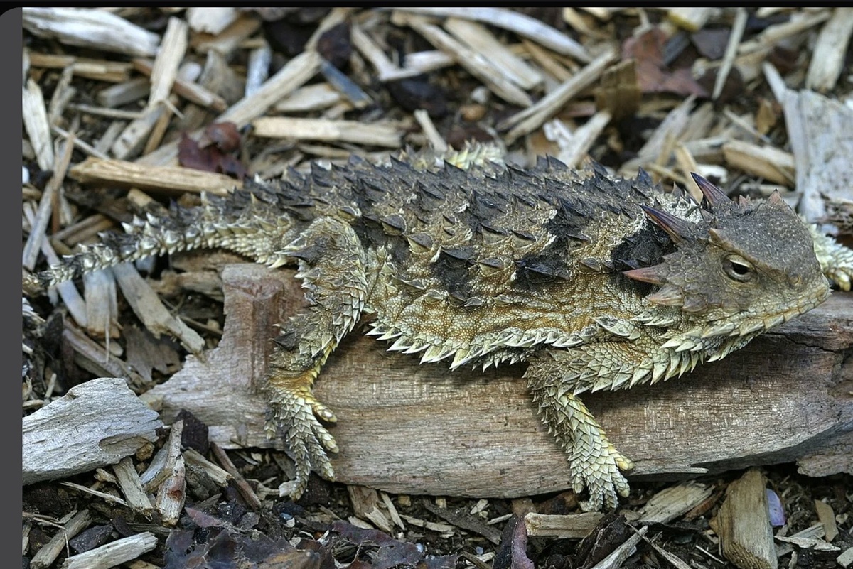 Не чем не примечательная ящерка может вас напугать🦎