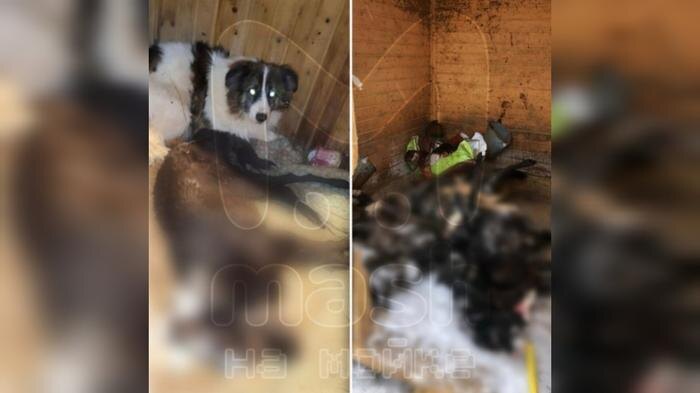 Выжившие собаки находятся в критическом состоянии. Фото © Telegram / Mash на Мойке