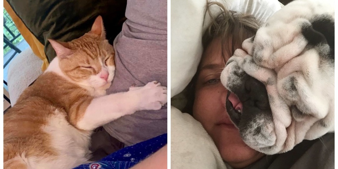 20+ питомцев, которые не могут существовать без своего человека