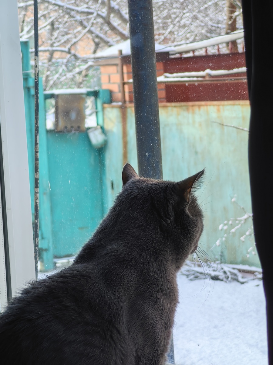 Вот такой мыслитель живет у нас дома. 