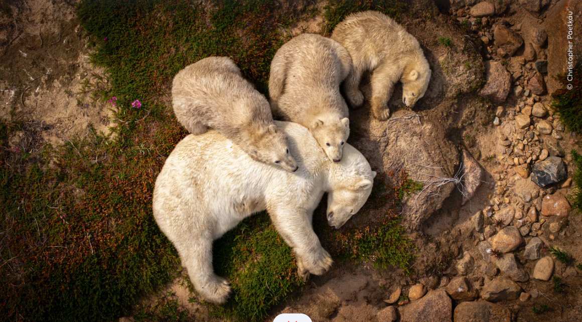 «Семейный отдых». Автор фото: Кристофер Паеткау / Christopher Paetkau. Источник: nhm.ac.uk