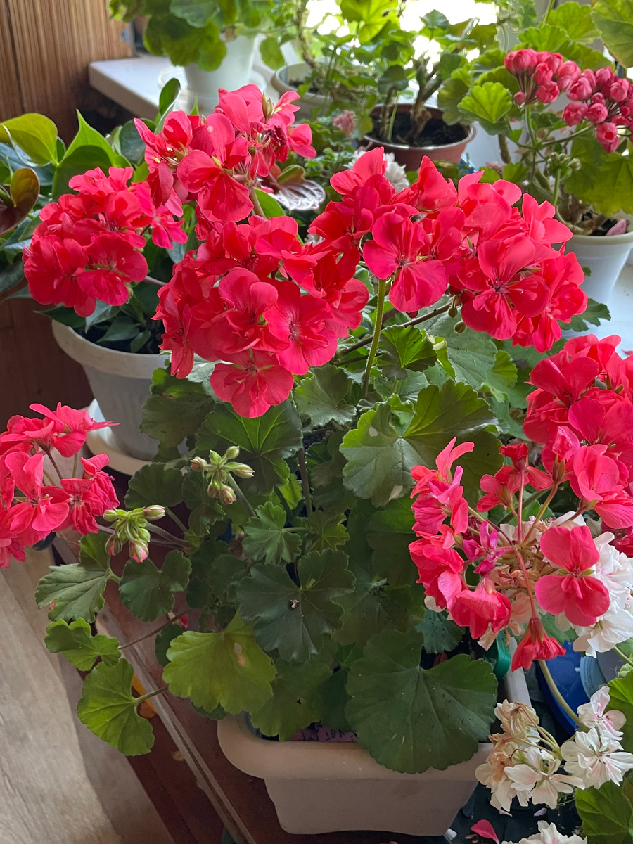 Моя любимая пеларгония 