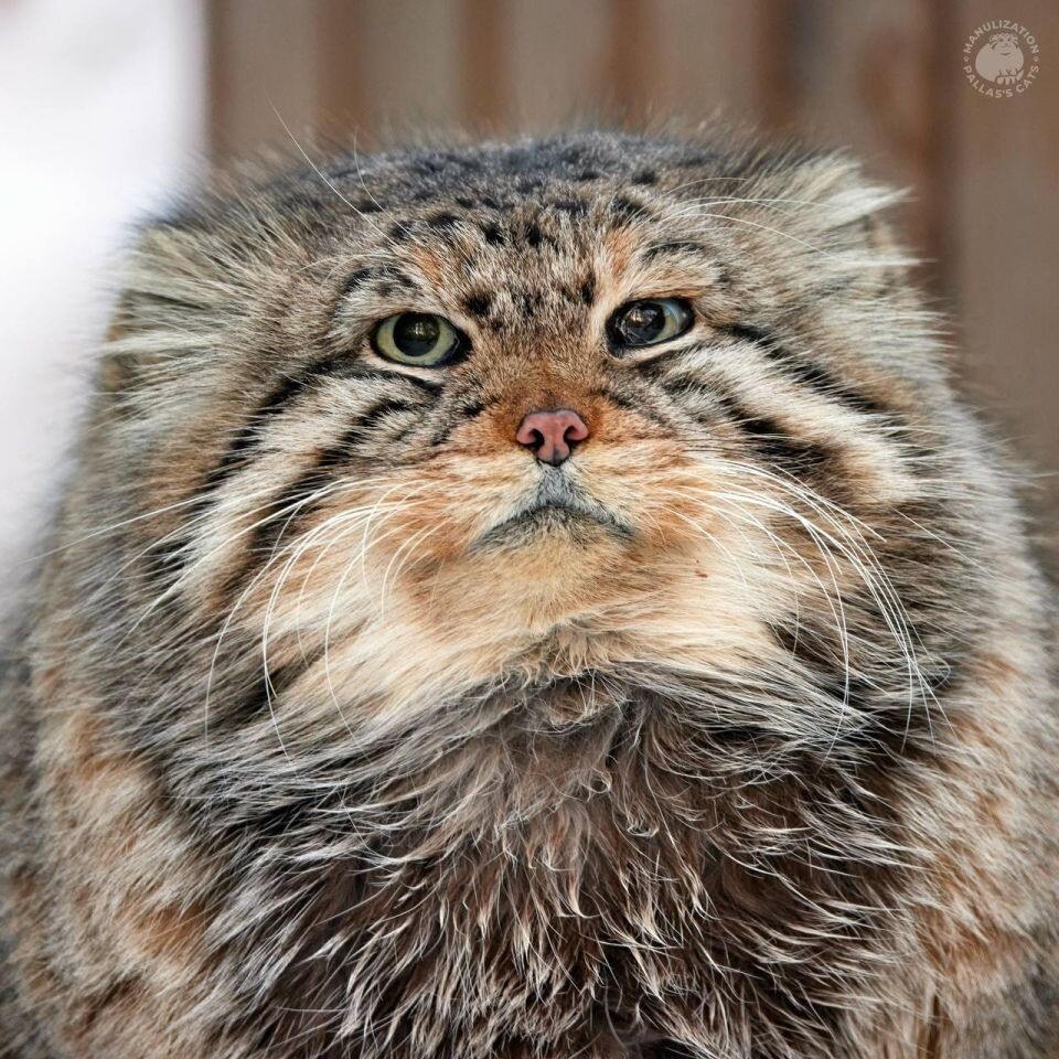    Новосибирский зоопарк лишился старейших манулов. Источник: Роман Паулов