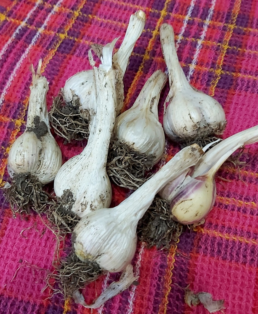 Чеснок 2025 года скромный, но качественный. Не сильно едкий.