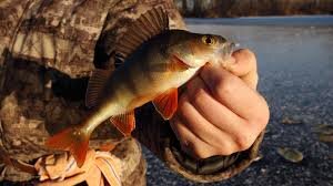 Старый рыбак посмеялся над моей снастью, а через час я вытащил щуку, о которой он лишь мечтал.