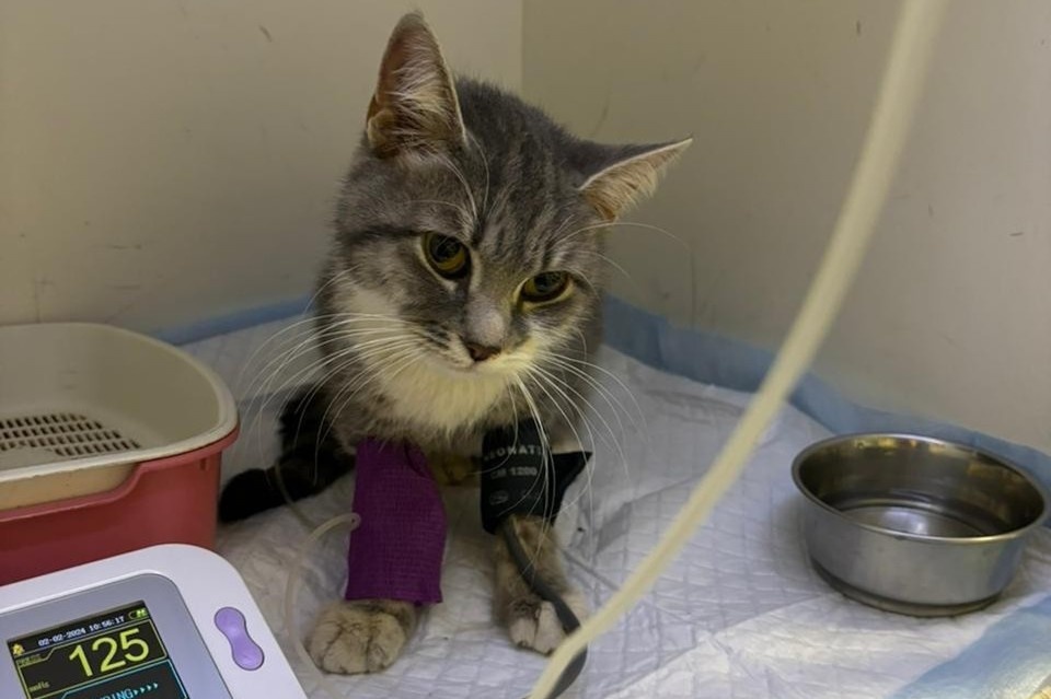    В ростовских ветклиниках животные-доноры спасают жизни больным собратьям. Фото: ветеринарная клиника «Центр»