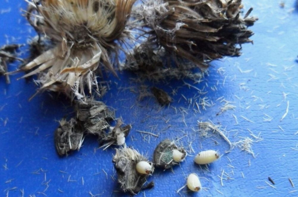 Репейник — эффективная насадка для зимней рыбалки
