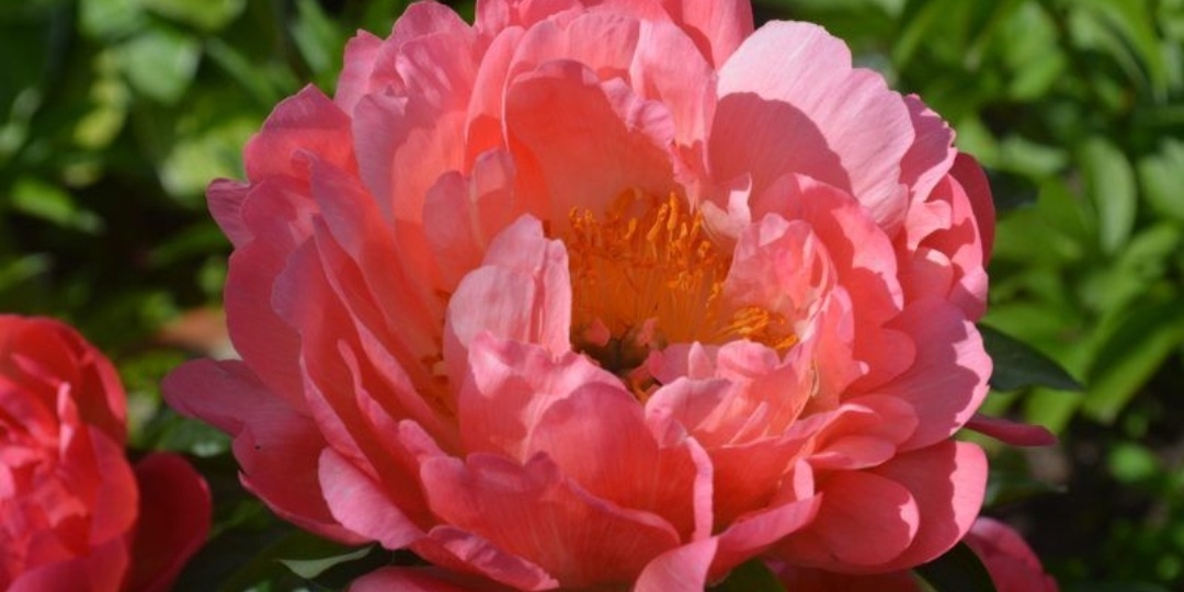 Пион Coral Sunset (Корал Сансет) Травянистый