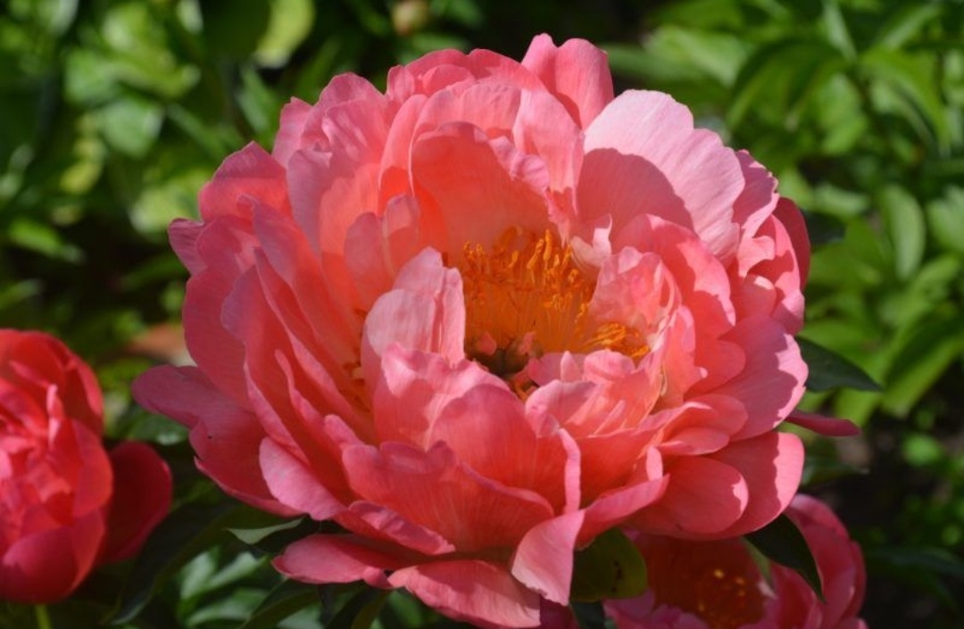 Цвет в начале цветения