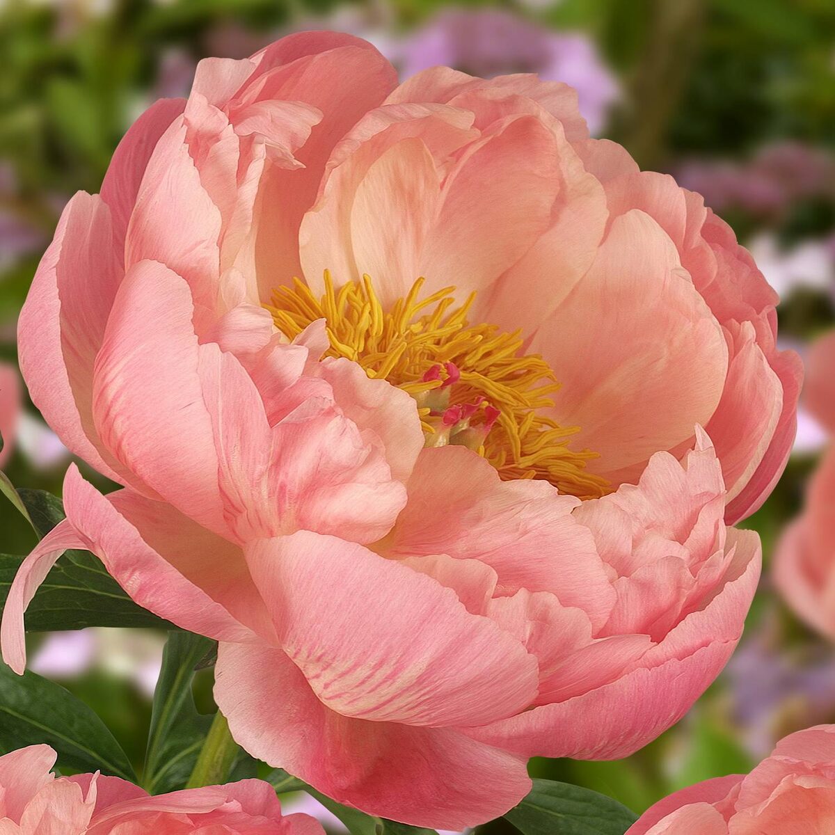 Цвет в середине цветения