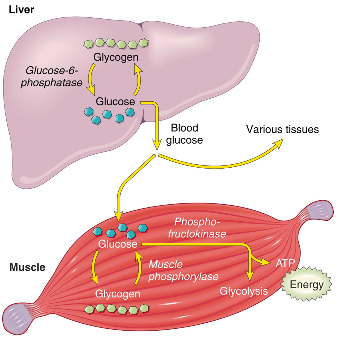 Источник: https://clinicalpub.com/genetic-and-pediatric-diseases/?utm_medium=organic&utm_source=yandexsmartcamera