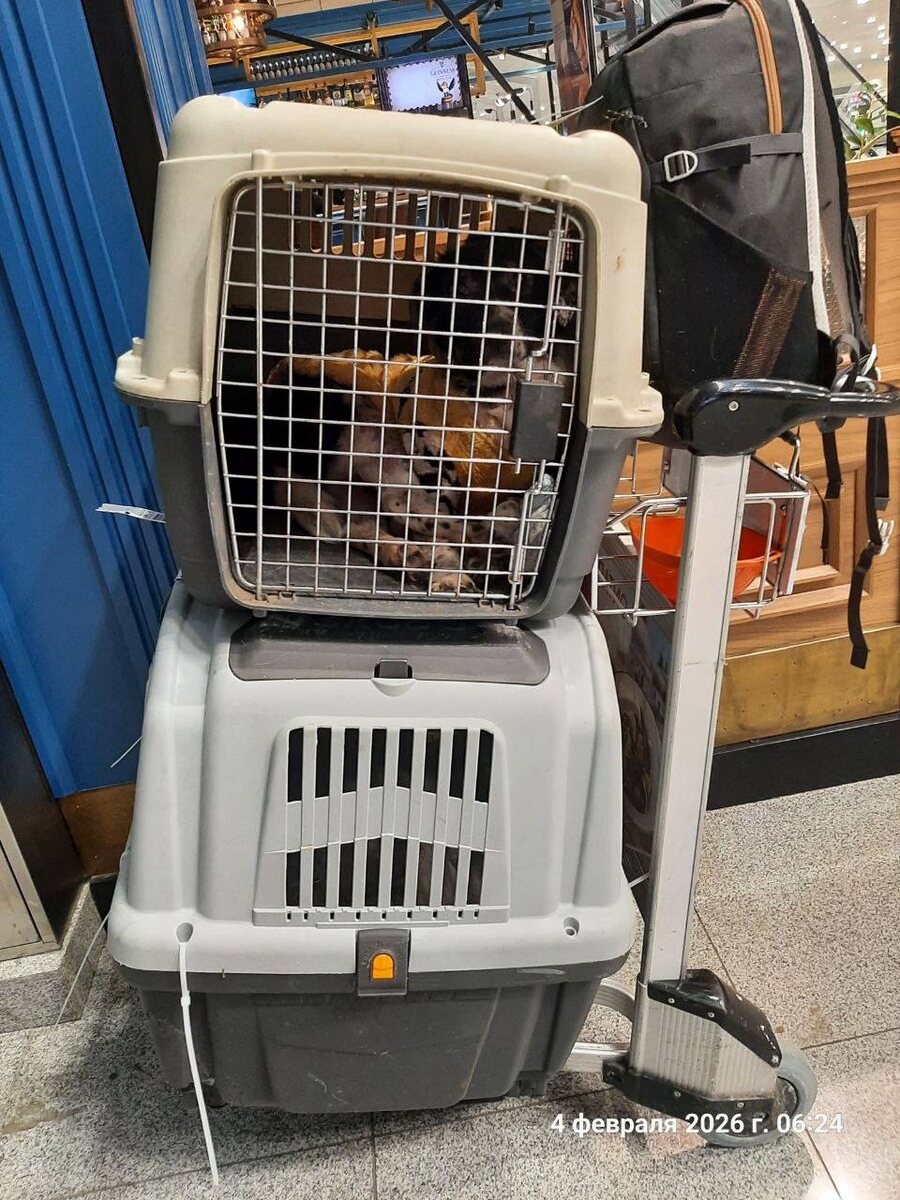 Малыши после поездки