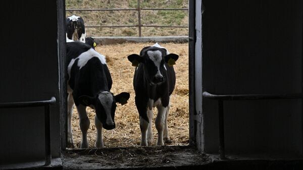    © Sputnik / Виктор Толочко