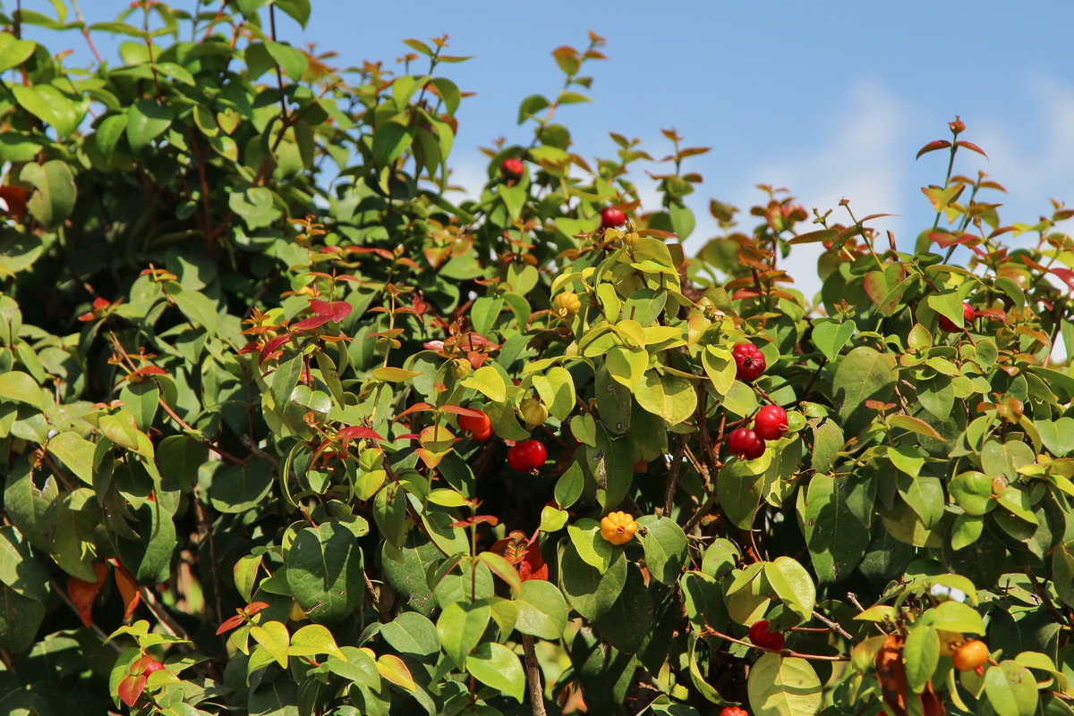 Красивая во время плодоношения