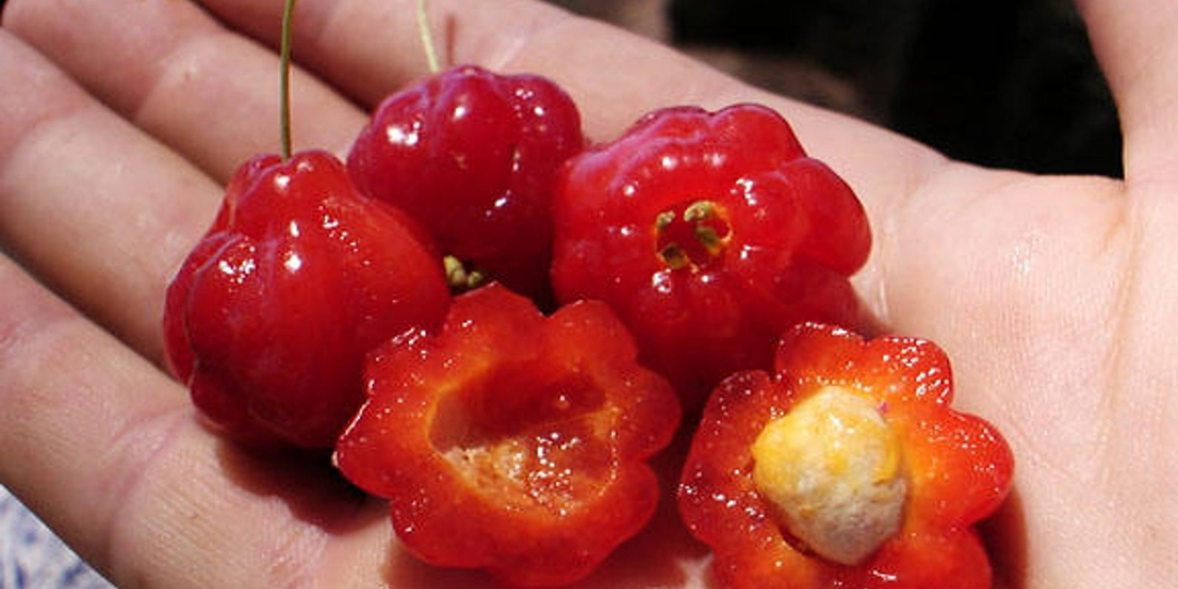 Питанга: плод, который исчезает на родине и захватывает чужие земли